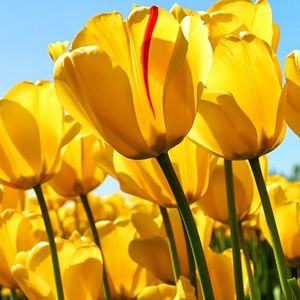 Meet your Posher, S.